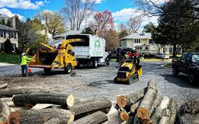Best Tree and Shrub Care  in Clementon, NJ