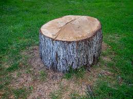 Best Firewood Processing and Delivery  in Clementon, NJ
