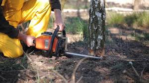  Clementon, NJ Tree Care Pros