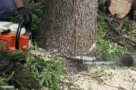 How Our Tree Care Process Works  in  Clementon, NJ
