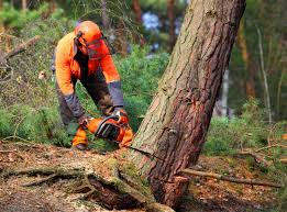 Best Arborist Consultation Services  in Clementon, NJ