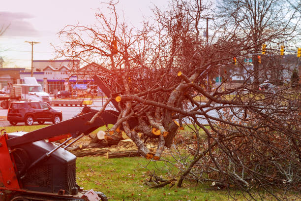 Best Fruit Tree Pruning  in Clementon, NJ