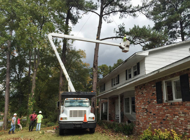Best Palm Tree Trimming  in Clementon, NJ