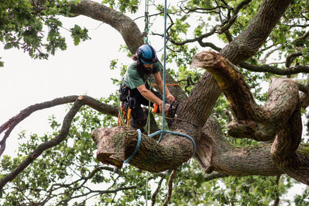 Best Tree Mulching  in Clementon, NJ