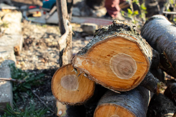 Best Utility Line Clearance  in Clementon, NJ