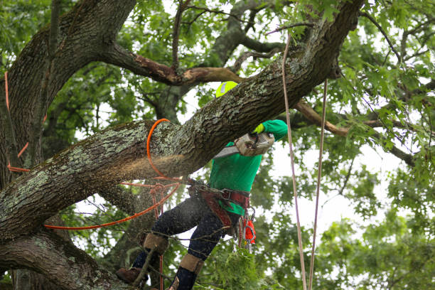 Best Emergency Tree Removal  in Clementon, NJ