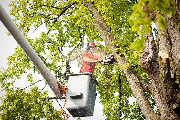 Best Arborist Consultation Services  in Clementon, NJ