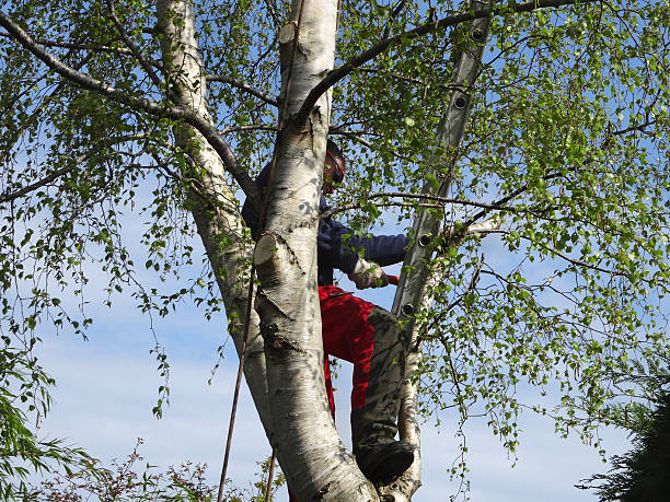 Reliable Clementon, NJ Tree Care Solutions