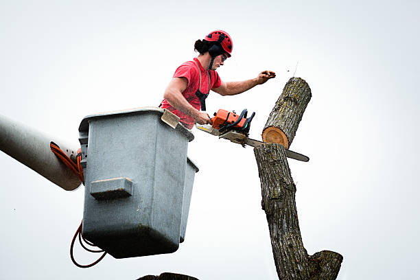 Best Hedge Trimming  in Clementon, NJ