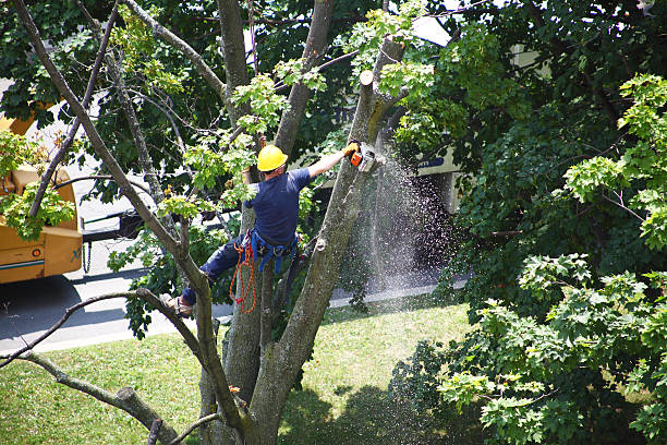 Best Storm Damage Tree Cleanup  in Clementon, NJ